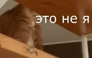 🌟 Тигра, стікер Telegram 21 з 22