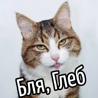 😕 Ну бля ... @GIFSTIKI ⬅ 🔞, стікер Telegram 23 з 119