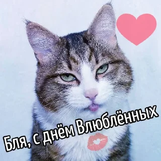 ❤️ Кот "Бля"  @GIFSTIKI 🥳, sticker Telegram 16 sur 44