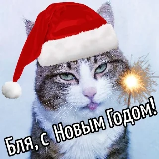 🎅 Кот "Бля"  @GIFSTIKI 🥳, sticker Telegram 10 sur 44