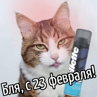 Кот "Бля"  @GIFSTIKI 🥳