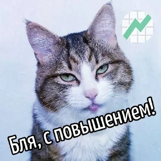 📊 Кот "Бля"  @GIFSTIKI 🥳, sticker Telegram 17 sur 44