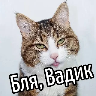 😕 Ну бля ... @GIFSTIKI ⬅ 🔞, стікер Telegram 18 з 119
