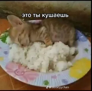 cutie cats🐈