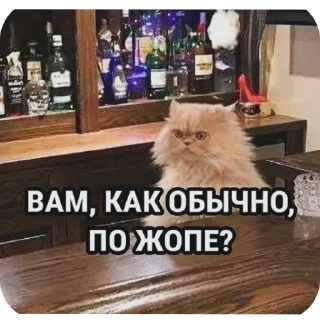🐱 Все нормально, Telegram sticker 16 of 42