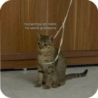 🐱 Все нормально, Telegram sticker 21 of 42
