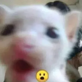 😮 Окак, стікер Telegram 11 з 120