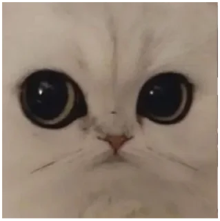 😐 Моя твоя не понимать, Telegram sticker 21 of 73