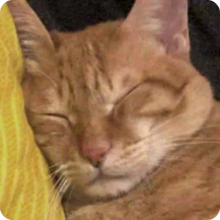 😴 Fanta the cat, стикер Telegram 1 из 26