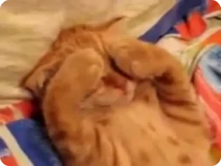 🫣 Fanta the cat, стикер Telegram 14 из 26