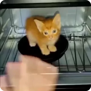 🌟 Fanta the cat, стикер Telegram 13 из 26