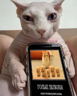 мои помои