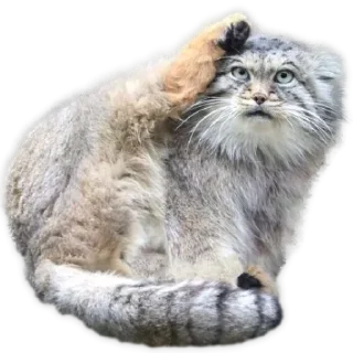 😺 zxcdrisss, стікер Telegram 8 з 20