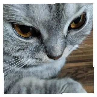 🤯 максим максимус макс, Telegram sticker 12 of 14