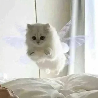 🧚 Ще одні Сашині коти, sticker Telegram 5 sur 106