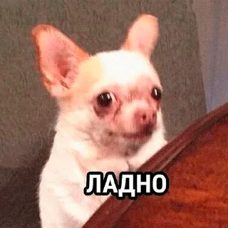 😕 Meme Big Pack by @Jumor1st, стикер Telegram 16 из 69