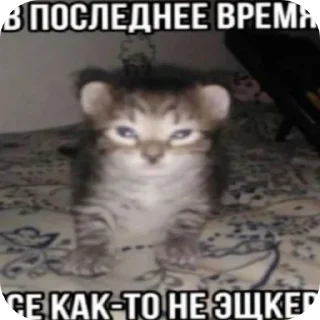🐱 Funny cat🤓, стикер Telegram 2 из 18