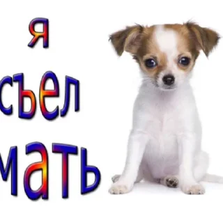🐶 Funny cat🤓, стикер Telegram 9 из 18