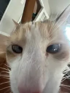 Shockedkitties