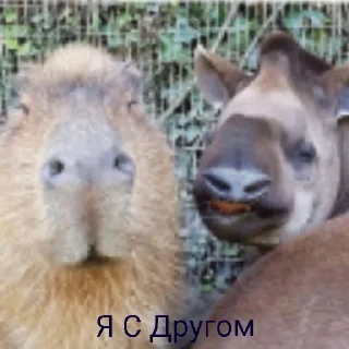 😄 КТОТАКОПС ≠ нарКОМАР!!!, Telegram sticker 20 of 61