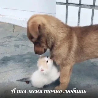 🧐 cats_reckless, стікер Telegram 19 з 30