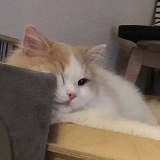 😔 cats_reckless, стікер Telegram 2 з 30