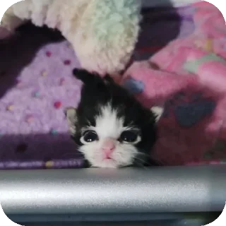 🐈‍⬛ onil 2, стикер Telegram 7 из 67