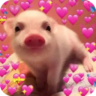 🧸 свинки 🐷, Telegram sticker 4 of 15
