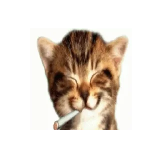 🚬 gatos, sticker Telegram 12 sur 51