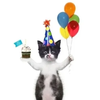 🎉 gatos, sticker Telegram 18 sur 51