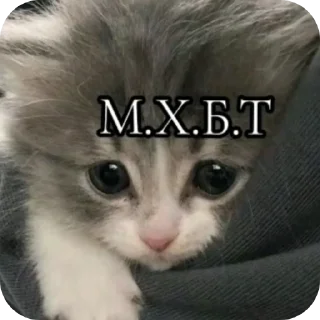 🐱 ебать не должно, sticker Telegram 14 sur 36