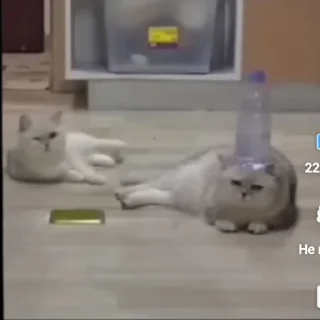Amogus