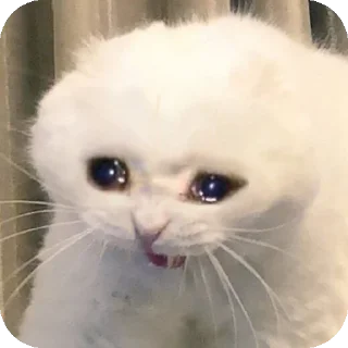 😭 Шиза, Telegram sticker 6 of 99