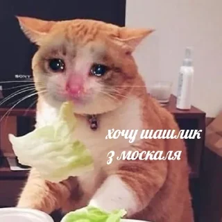 😾 💙вибрані меми💛, sticker Telegram 11 sur 118