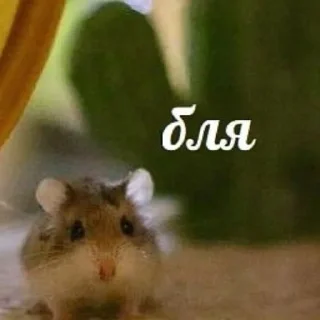 🐀 чикипук🐀, стикер Telegram 10 из 53