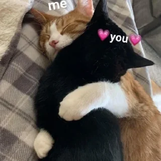 ❣️ Котики, стікер Telegram 6 з 34