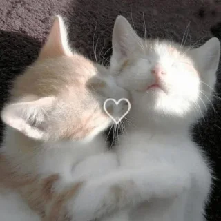котики