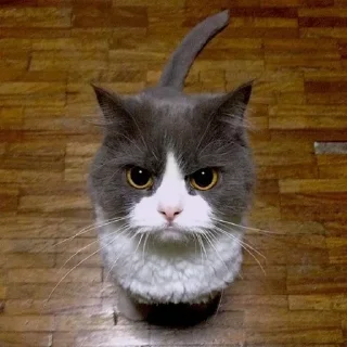 🤬 meoooo, стікер Telegram 16 з 16