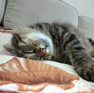 😴 ~my cats~, sticker Telegram 12 sur 34