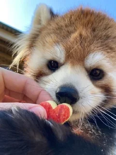❤️ Вячеслав Пандяшкин, Telegram sticker 13 of 120