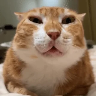 👌 The Orange Cat (RU), Telegram sticker 5 of 73