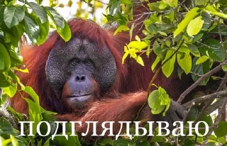 🫣 саша бибизян, Telegram sticker 6 of 23