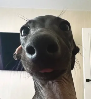 🌟 mopsikipoysiki, стікер Telegram 24 з 105