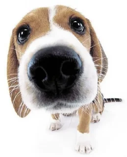🌟 mopsikipoysiki, стікер Telegram 20 з 105