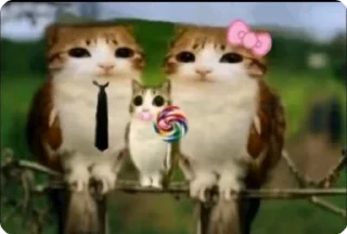 🌟 meowl's pack, стикер Telegram 23 из 26