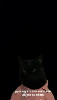 🌟 Мяу2, стікер Telegram 16 з 87