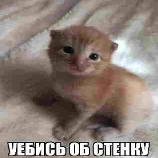 😐 пушистые приколы, Telegram sticker 10 of 12