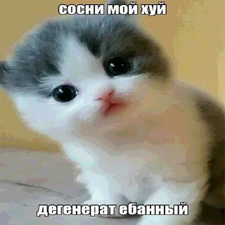 💋 пушистые приколы, Telegram sticker 8 of 12