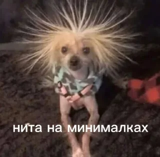 ебанутые грасс