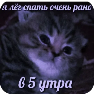 ₊♡` @murgrd memes •